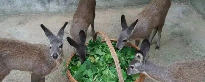 林麝如何养殖，要每天喂食三次食物