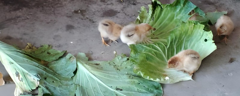 小鸡可以吃菜叶的时间，2周龄之后即可