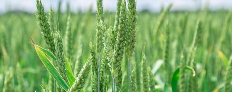 小麦浇冻水要使用尿素吗，可以使用一些尿素
