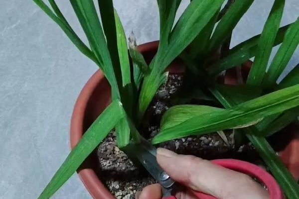 香雪兰和小苍兰有什么区别，指的是同一种植物
