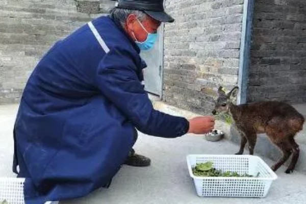 林麝如何养殖，要每天喂食三次食物