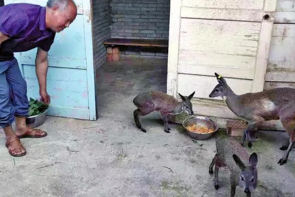林麝如何养殖，要每天喂食三次食物