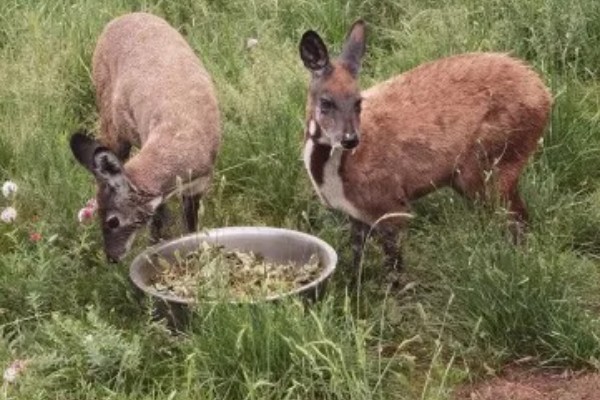 林麝如何养殖，要每天喂食三次食物