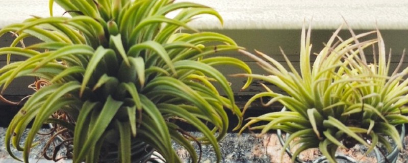 空气凤梨的花语，寓意完美、不拘一格等