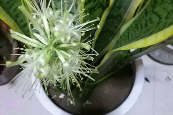 虎尾兰开花的寓意，寓意健康长寿、财源滚滚等