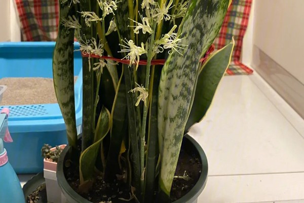 虎尾兰开花的寓意，寓意健康长寿、财源滚滚等