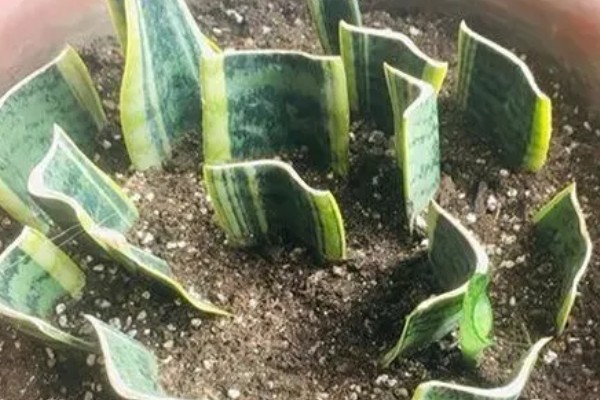 虎尾兰开花的寓意，寓意健康长寿、财源滚滚等