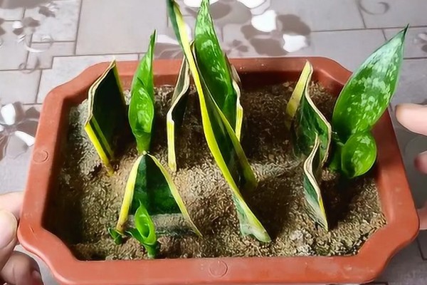 虎尾兰开花的寓意，寓意健康长寿、财源滚滚等
