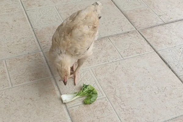 小鸡可以吃菜叶的时间，2周龄之后即可