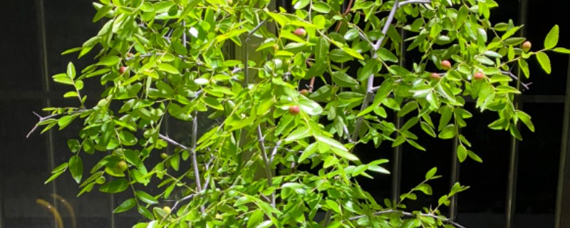 枣树叶子密密麻麻的原因，是染上了枣疯病