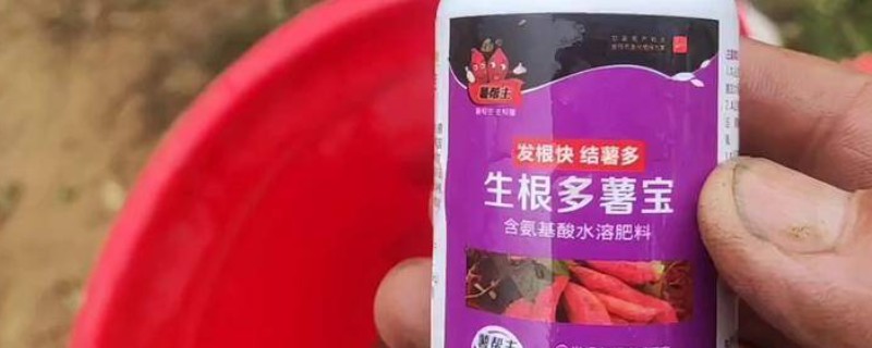 生根多薯宝和超磷钾的使用方法，兑水后浸泡薯苗可以预防病虫害促进生根