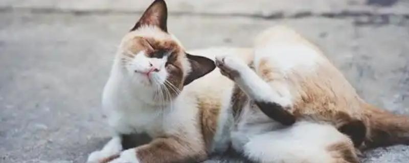 猫外耳炎的症状，主要表现为猫咪瘙痒难忍