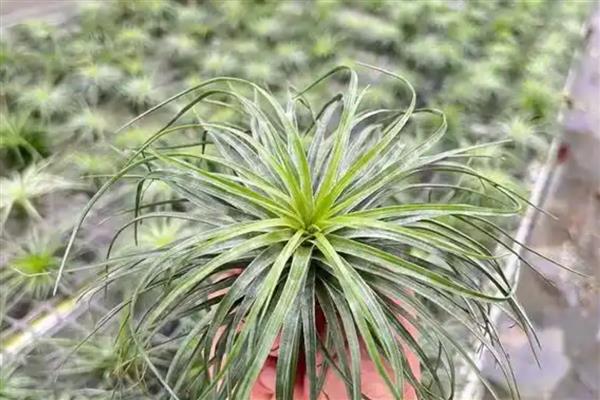 空气凤梨的花语，寓意完美、不拘一格等