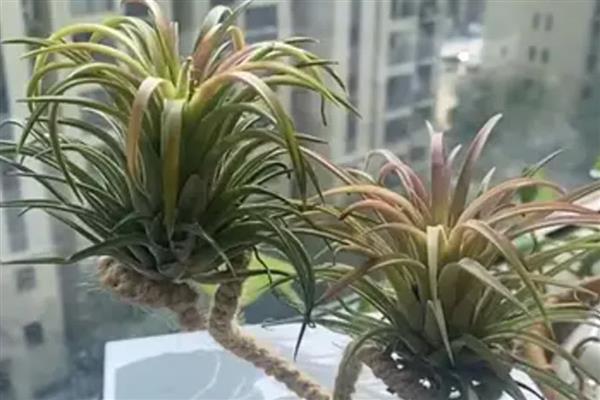 空气凤梨的花语，寓意完美、不拘一格等
