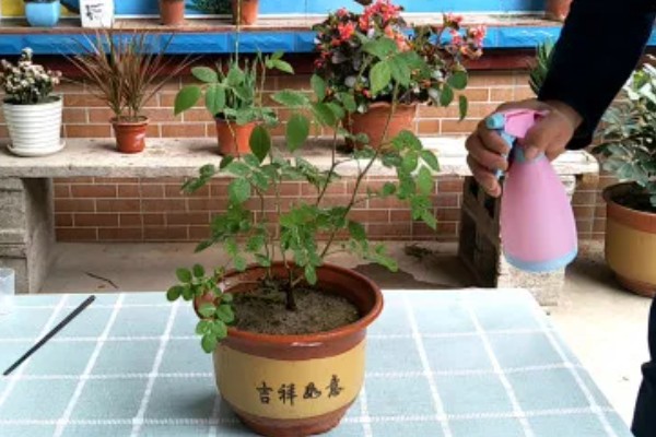 为什么蔷薇只长藤不开花，可能是缺乏光照