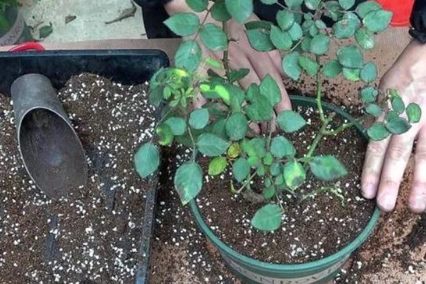 为什么蔷薇只长藤不开花，可能是缺乏光照