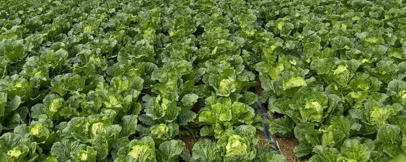 大白菜从种到收要多少天，一般需要2-3个月