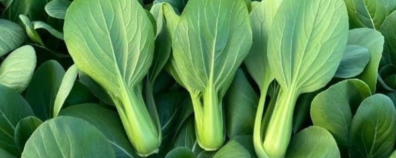 青梗菜的种植方法，一年四季都可种植
