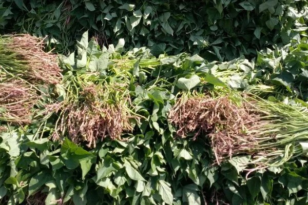 生根多薯宝和超磷钾的使用方法，兑水后浸泡薯苗可以预防病虫害促进生根