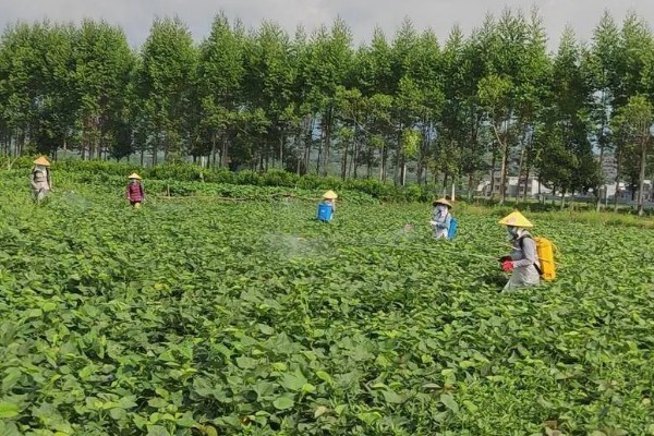 生根多薯宝和超磷钾的使用方法，兑水后浸泡薯苗可以预防病虫害促进生根
