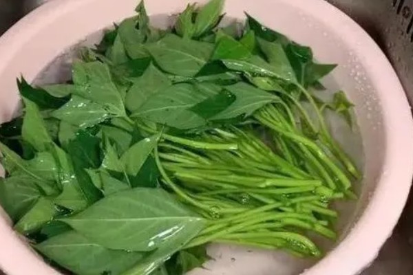 生根多薯宝和超磷钾的使用方法，兑水后浸泡薯苗可以预防病虫害促进生根