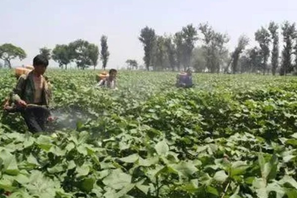 生根多薯宝和超磷钾的使用方法，兑水后浸泡薯苗可以预防病虫害促进生根
