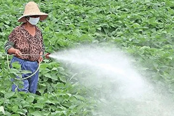 生根多薯宝和超磷钾的使用方法，兑水后浸泡薯苗可以预防病虫害促进生根