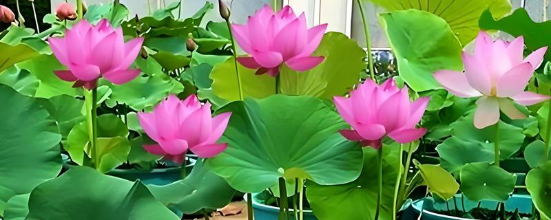 荷花能养在塑料桶里吗，可以在塑料桶中养殖