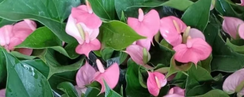 为什么粉掌的花不粉了，可能是品种原因