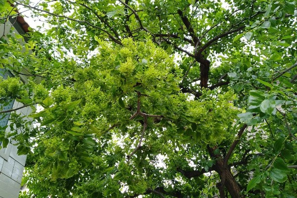 枣树叶子密密麻麻的原因,是染上了枣疯病