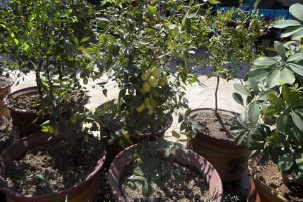 枣树叶子密密麻麻的原因,是染上了枣疯病