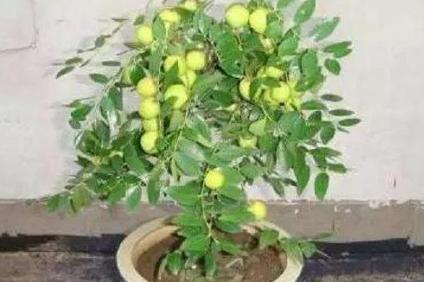 枣树叶子密密麻麻的原因,是染上了枣疯病