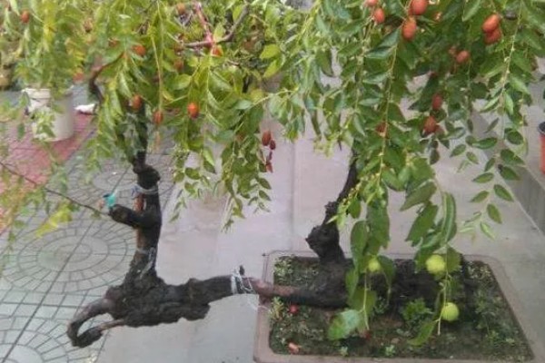 枣树叶子密密麻麻的原因,是染上了枣疯病