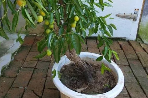 枣树叶子密密麻麻的原因,是染上了枣疯病