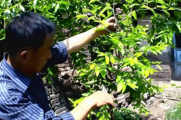 枣树叶子密密麻麻的原因,是染上了枣疯病