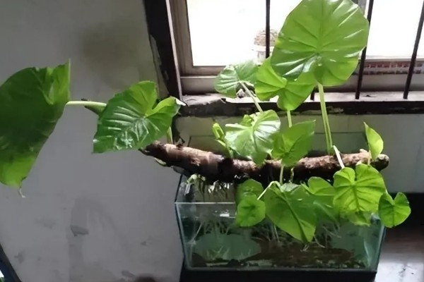 滴水观音的风水作用，可旺财、消灾免难等