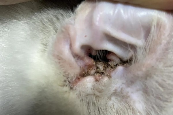 猫外耳炎的症状，主要表现为猫咪瘙痒难忍