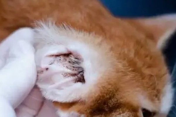 猫外耳炎的症状，主要表现为猫咪瘙痒难忍