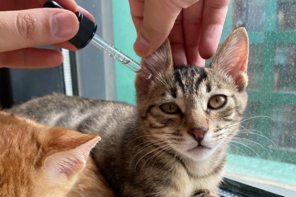 猫外耳炎的症状，主要表现为猫咪瘙痒难忍