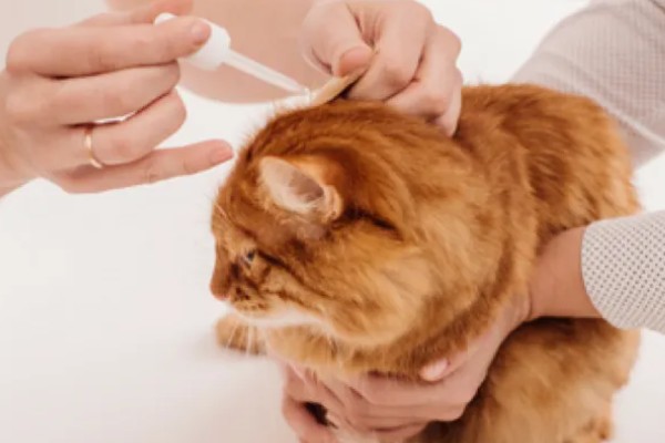 猫外耳炎的症状，主要表现为猫咪瘙痒难忍
