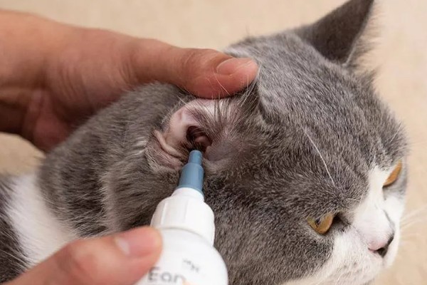 猫外耳炎的症状，主要表现为猫咪瘙痒难忍