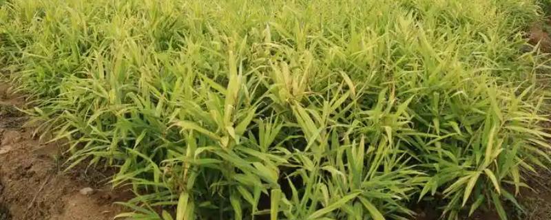 生姜的种植方式，通常采用条播的方法播种