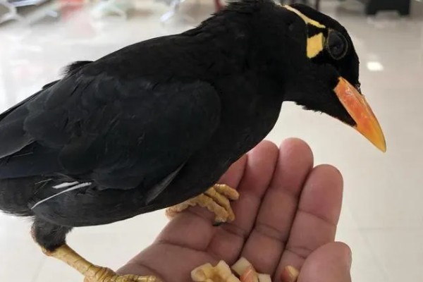 让鹩哥与人亲近的方法，投喂食物可以拉近双方的距离