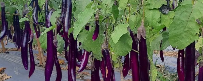 怎么修剪茄子枝条，选择在植株丰收后进行