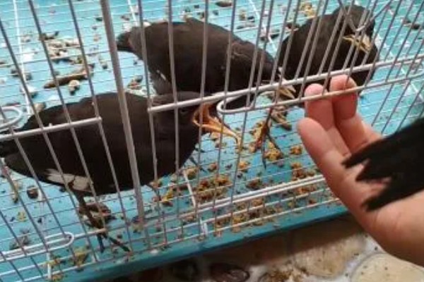 让鹩哥与人亲近的方法，投喂食物可以拉近双方的距离