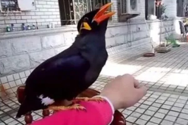 让鹩哥与人亲近的方法，投喂食物可以拉近双方的距离