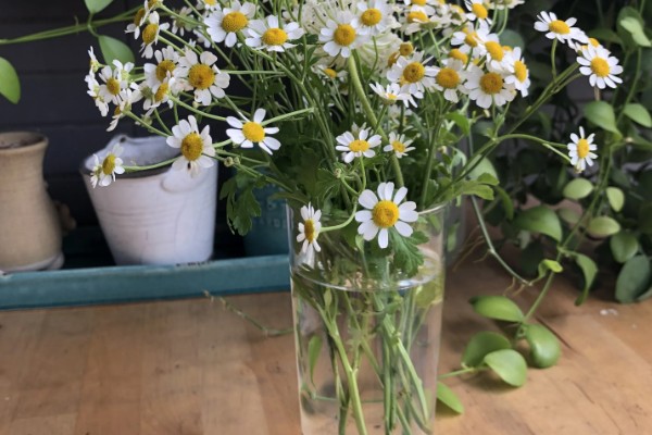 洋甘菊鲜花适合深水养还是浅水养，太深或太浅都不适合