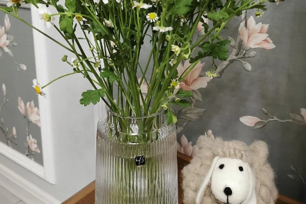 洋甘菊鲜花适合深水养还是浅水养，太深或太浅都不适合