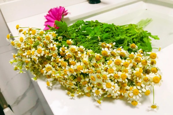 洋甘菊鲜花适合深水养还是浅水养，太深或太浅都不适合