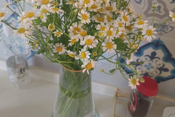 洋甘菊鲜花适合深水养还是浅水养，太深或太浅都不适合